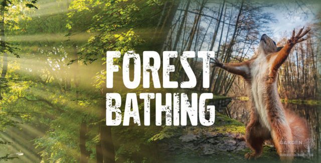forest bathing