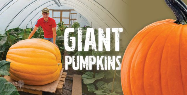 Giant pumpkins