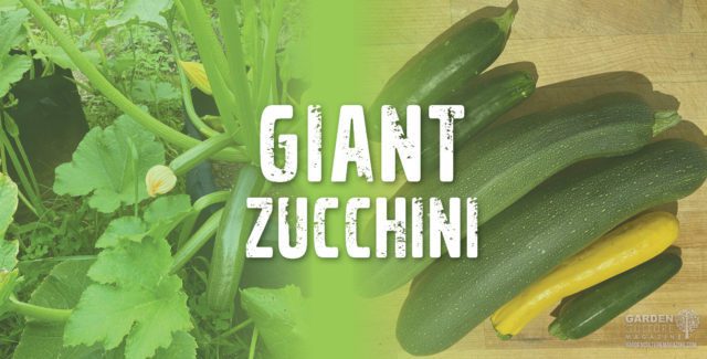 Giant zucchini
