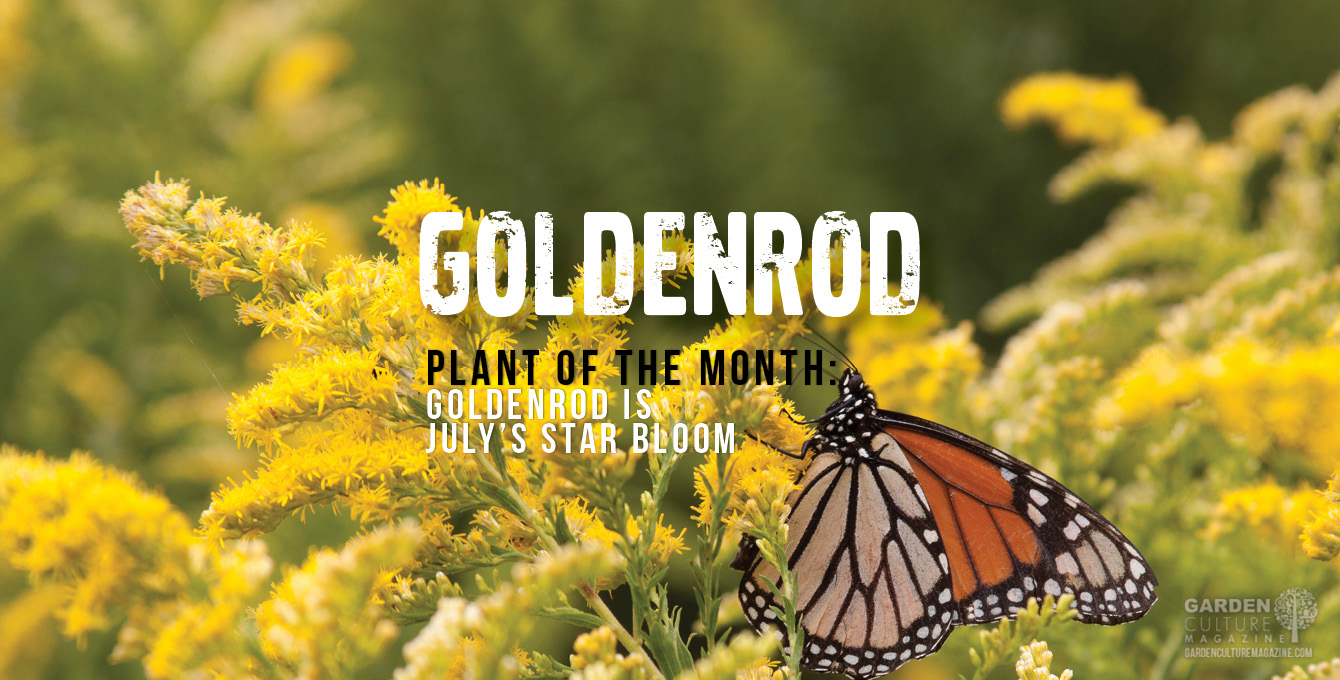 All About Goldenrod (Solidago) | Garden Culture Magazine