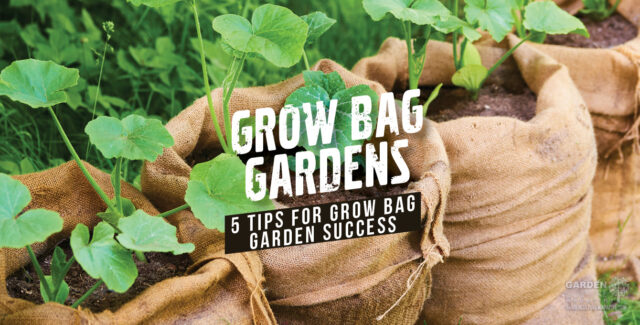 Growing in fabric pots