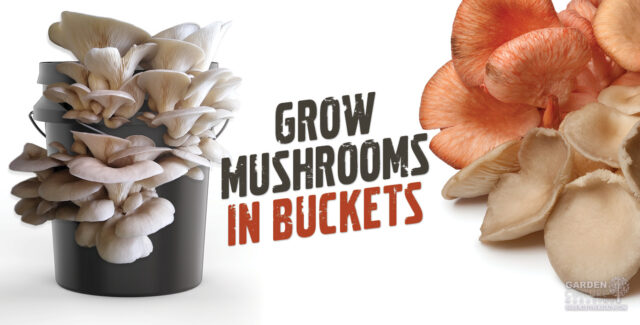 Grow Mushrooms in buckets