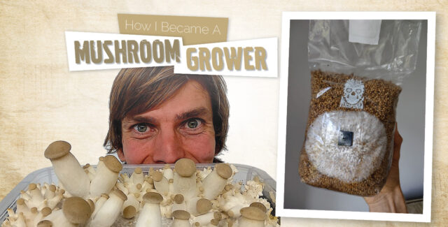 growing mushrooms