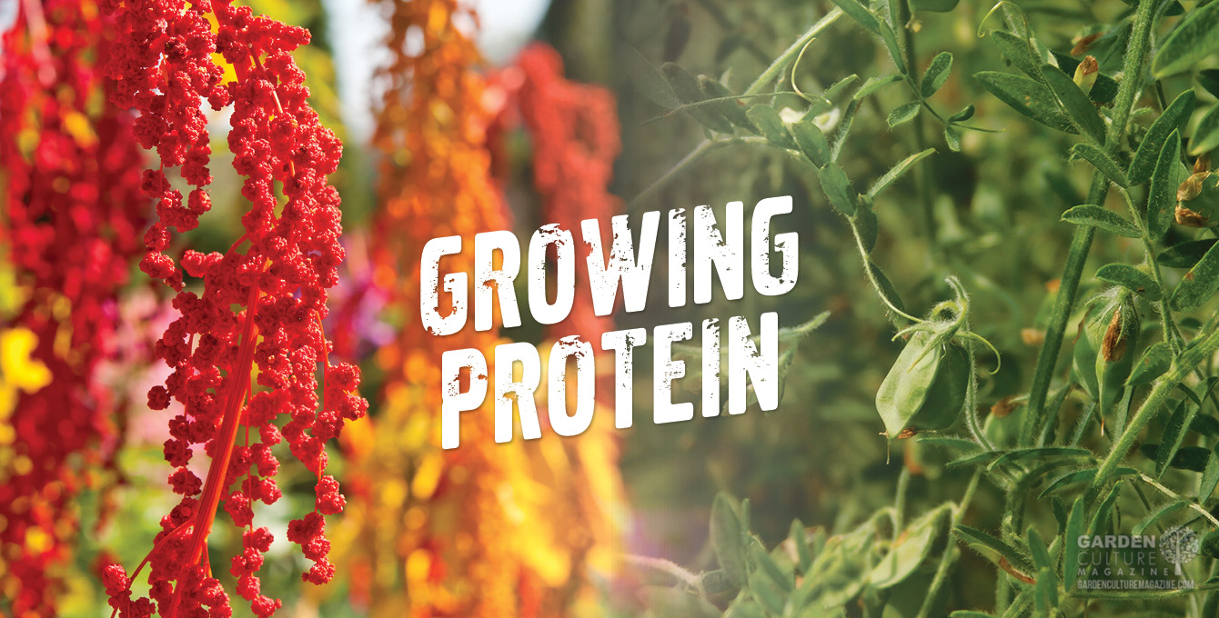 Plants that have protein