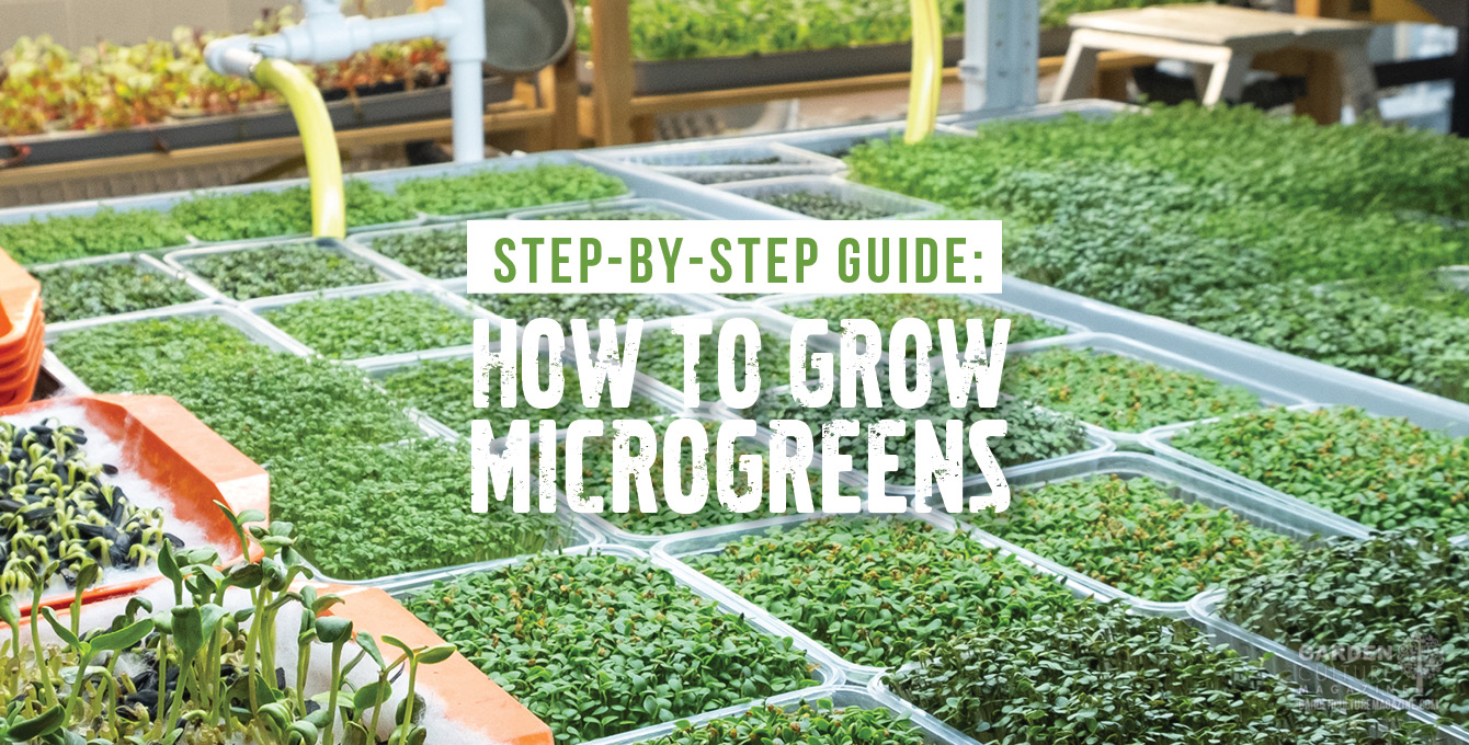 A field of microgreens is seen with the copy "How to Grow Microgreens" superimposed on the image