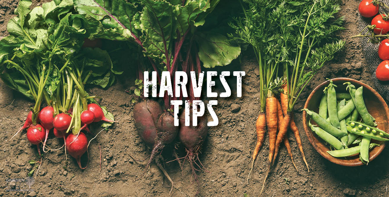 Harvest Tips