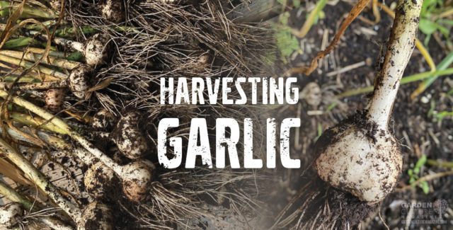 Harvesting Garlic