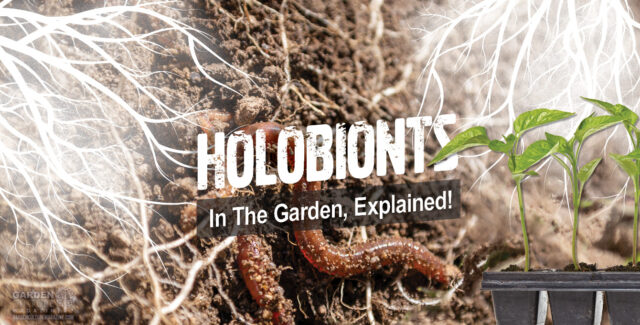 What is a holobiont?