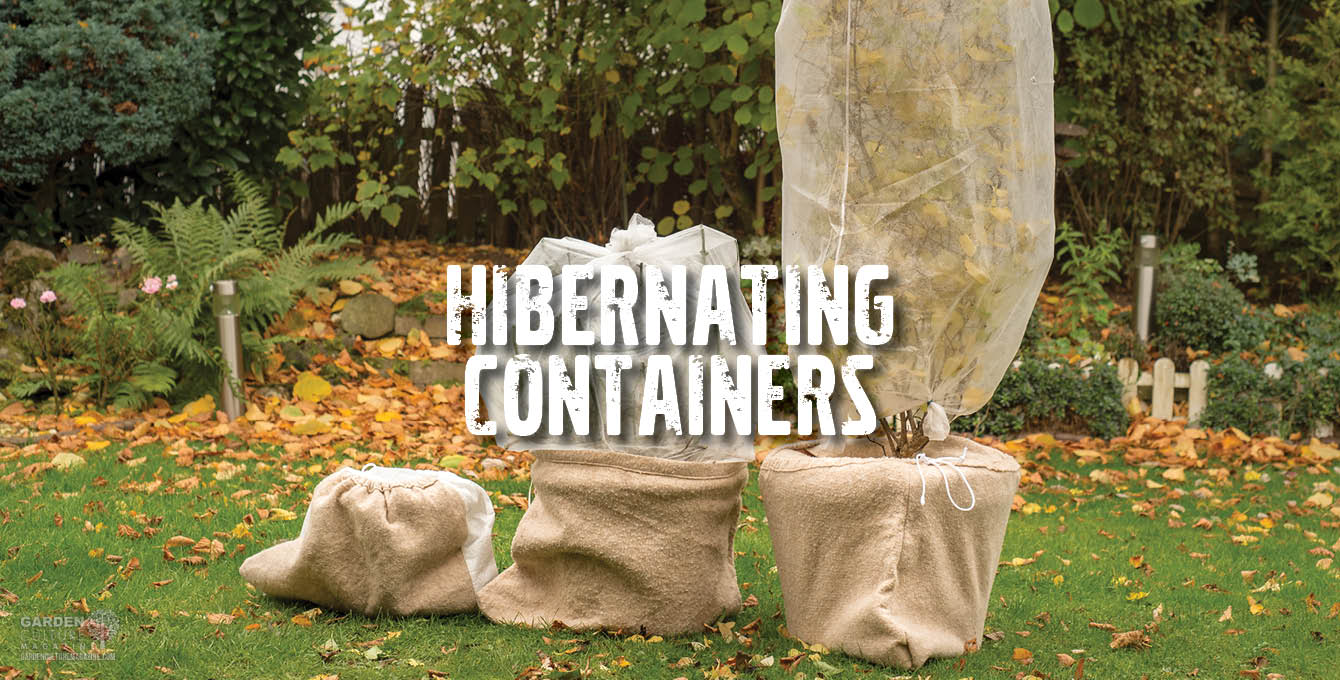 HIbernating containers