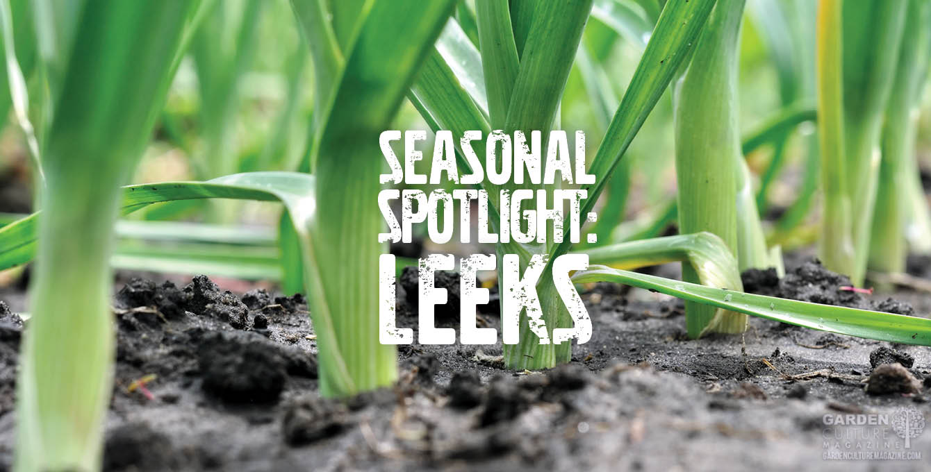 seasonal spotlight Leeks
