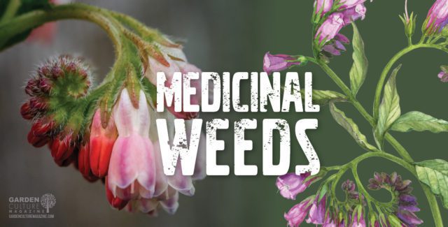 Medicinal Weeds: Comfrey