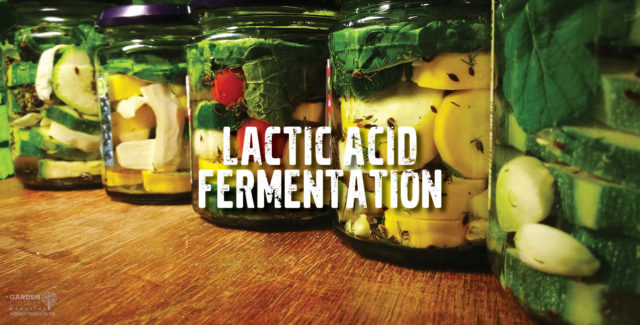 Lactic Acid Fermentation