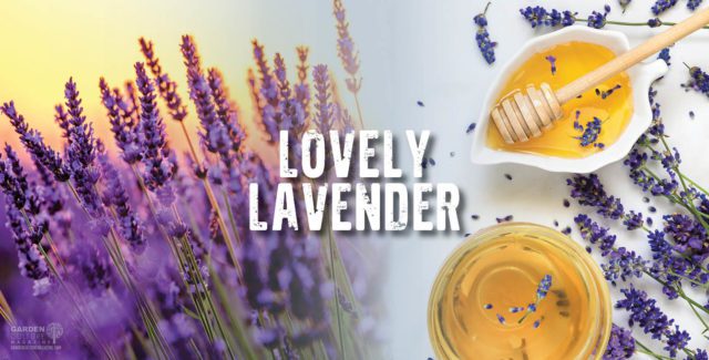 Lovely Lavender