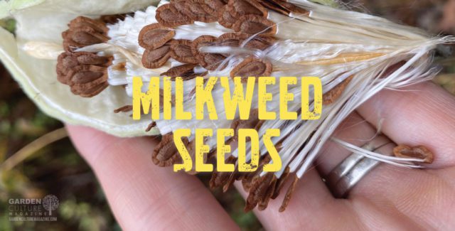 Milkweed Seeds