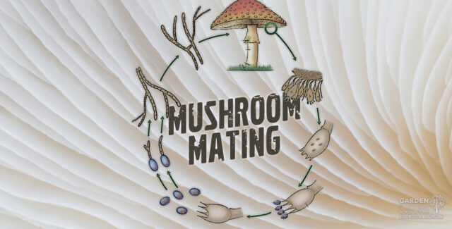 Growing mushrooms