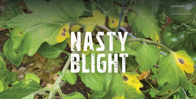 Blight in the garden