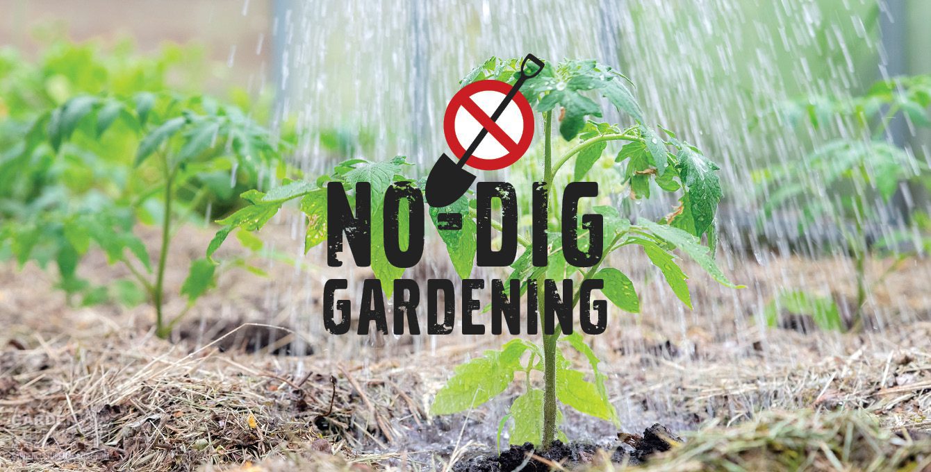 no-dig garden