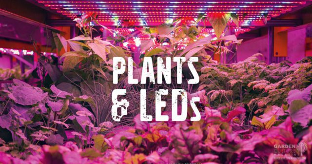 Plants & LEDs