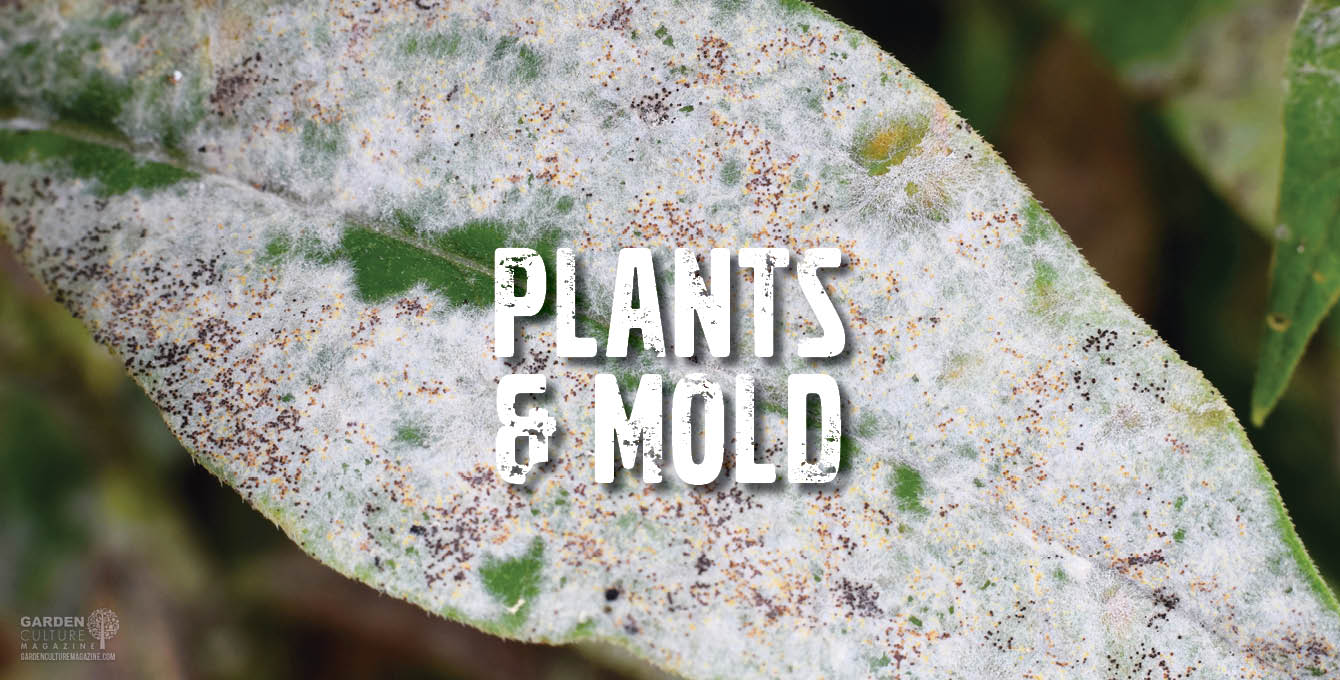 Plants & Mold