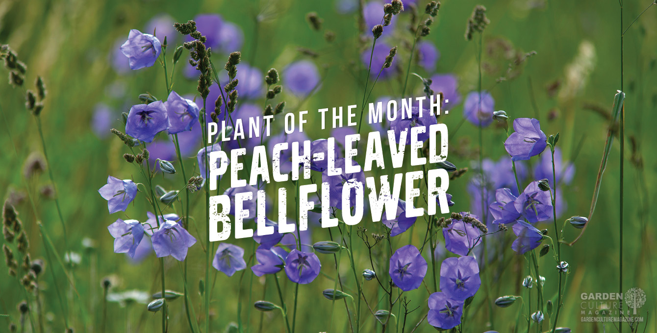 The peach-leaved bellflower