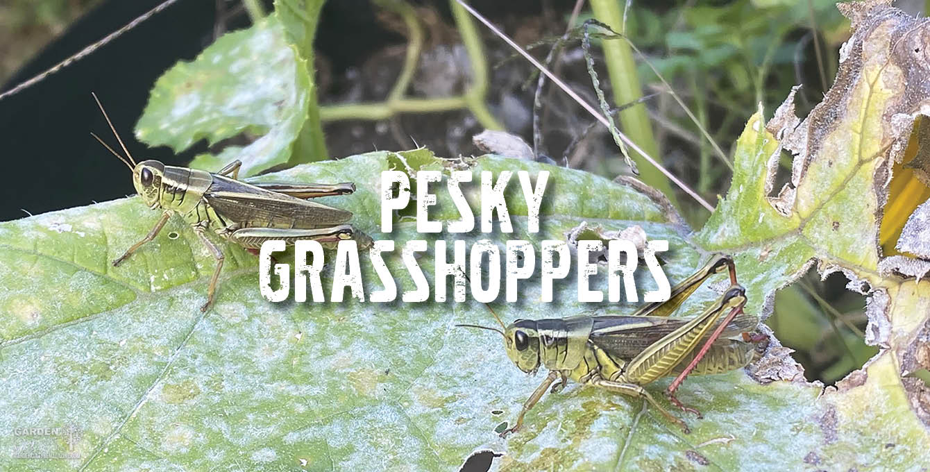Pesky Grasshoppers