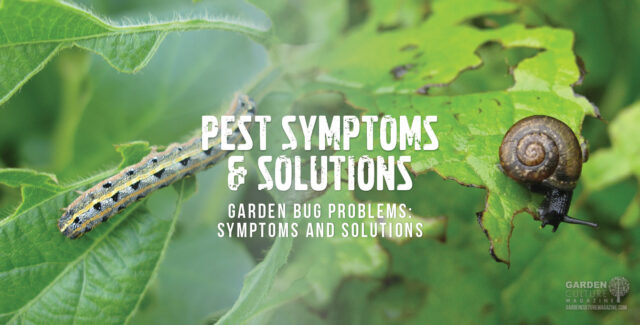 How to deal with pests in your garden