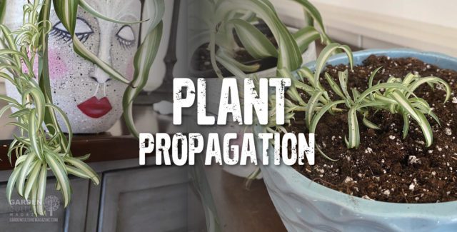 spider plant propagation