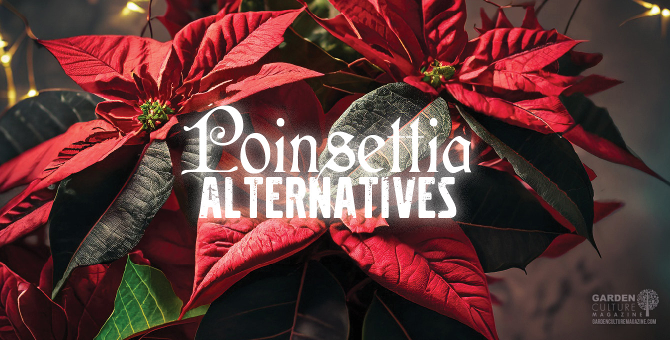 Poinsettia alternatives