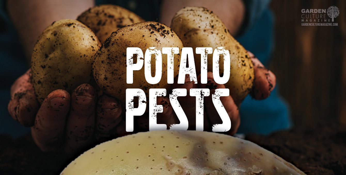 Potato pests
