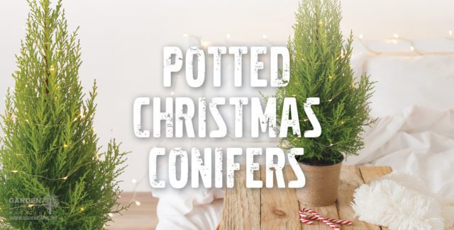 potted conifers