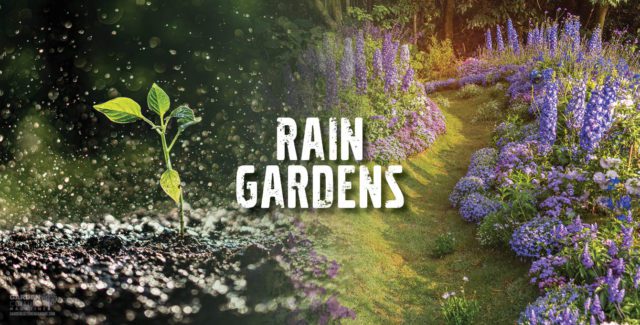 Rain Gardens