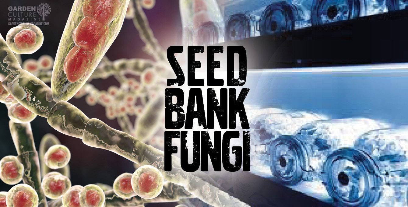 Seed Bank Fungi
