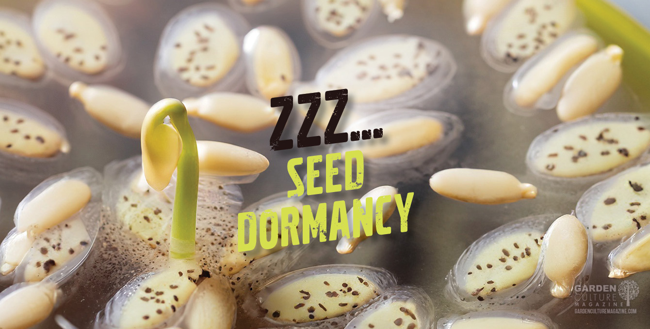 Dormant seeds still have potential