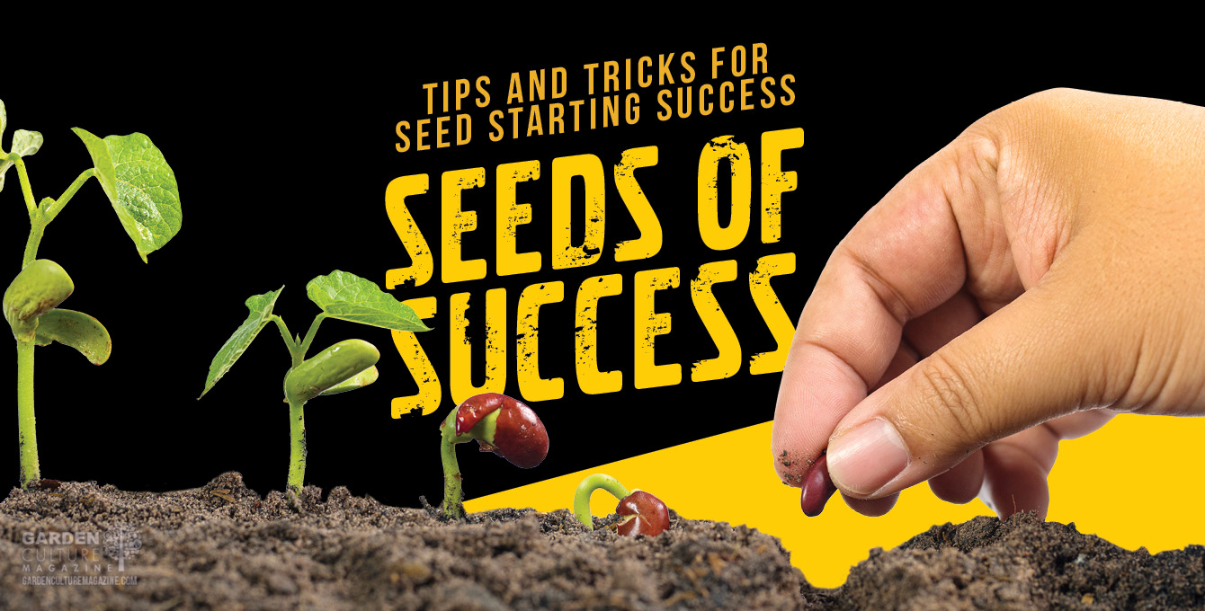 successful seeds