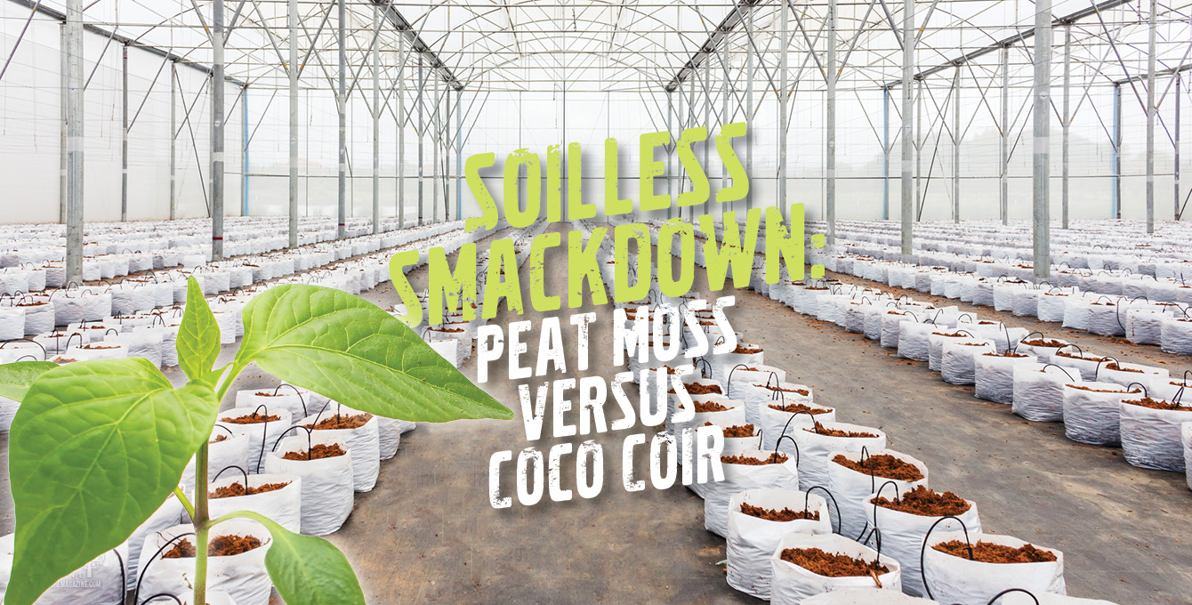 Weighing The Pros And Cons Of Peat Moss Versus Coco Coir.