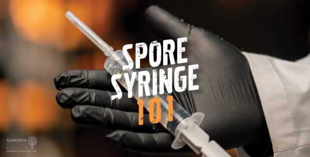 Cultivating mushrooms.