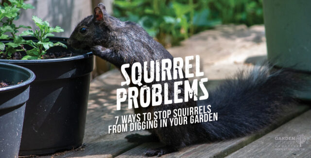 Squirrel digging through garden.