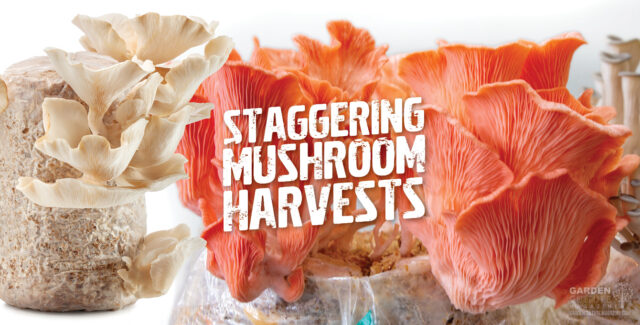 Mushroom harvests