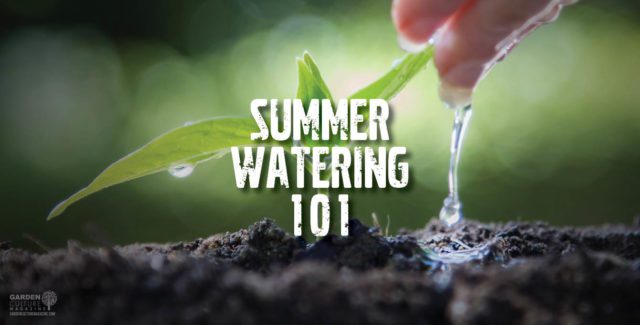 Summer Watering