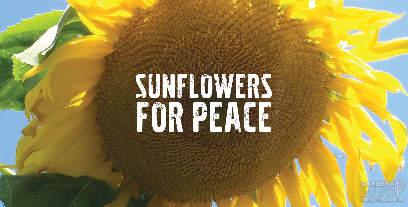 Sunflowers for peace