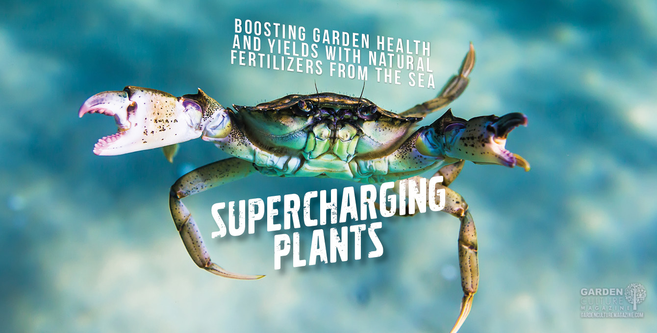 Fertilizers from the sea can help supercharge your plants.