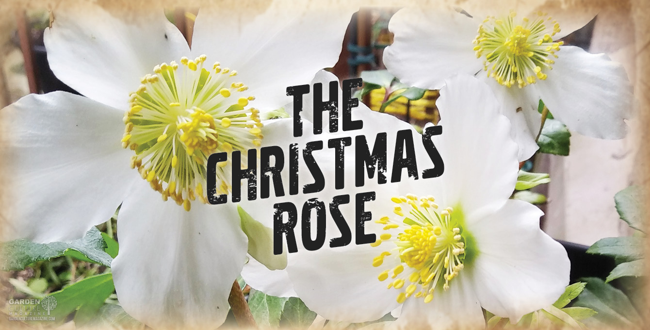 Garden Culture Magazine's plant of the month - the Christmas Rose