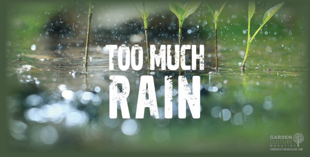 Too Much Rain