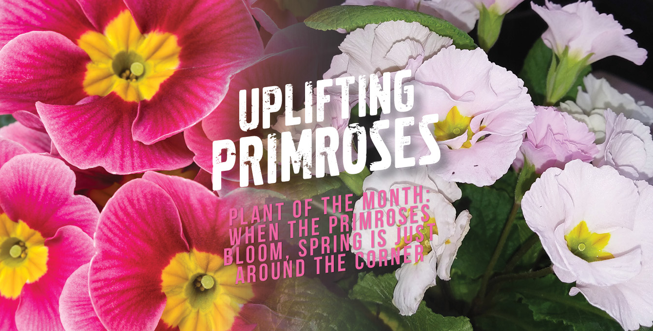the blooming of primroses signifies the start of spring