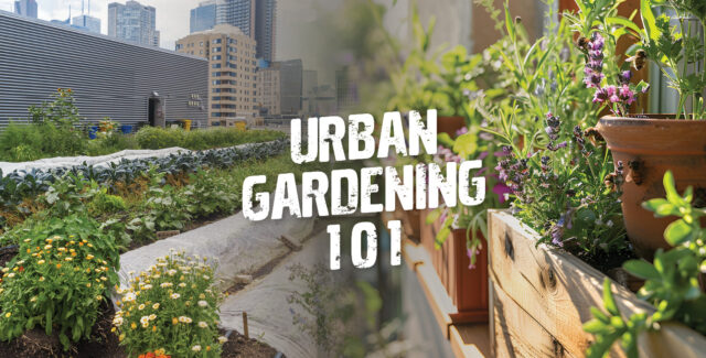 An urban garden guide
