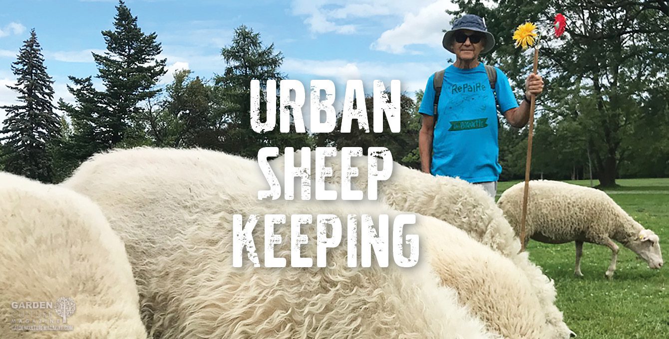Urban Sheep Farming