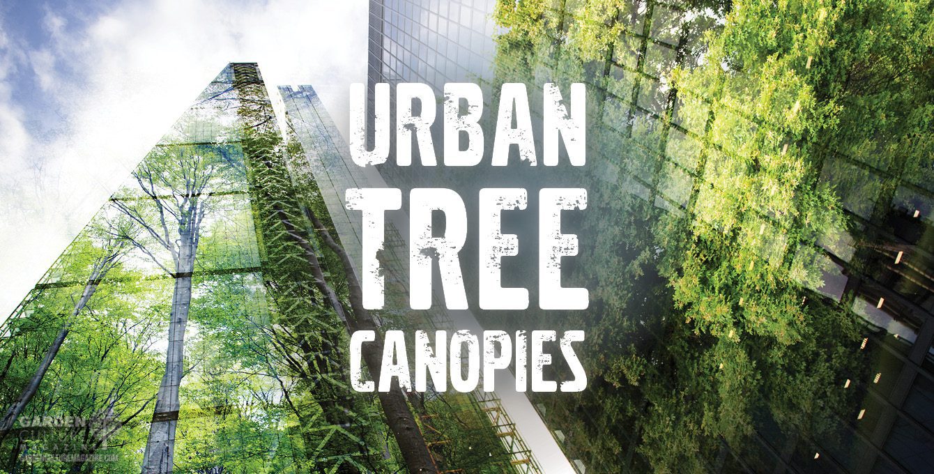 urban tree canopies