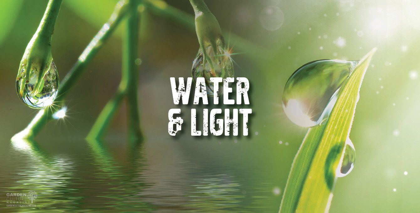 Water and Light: Hydrophilic Physiology