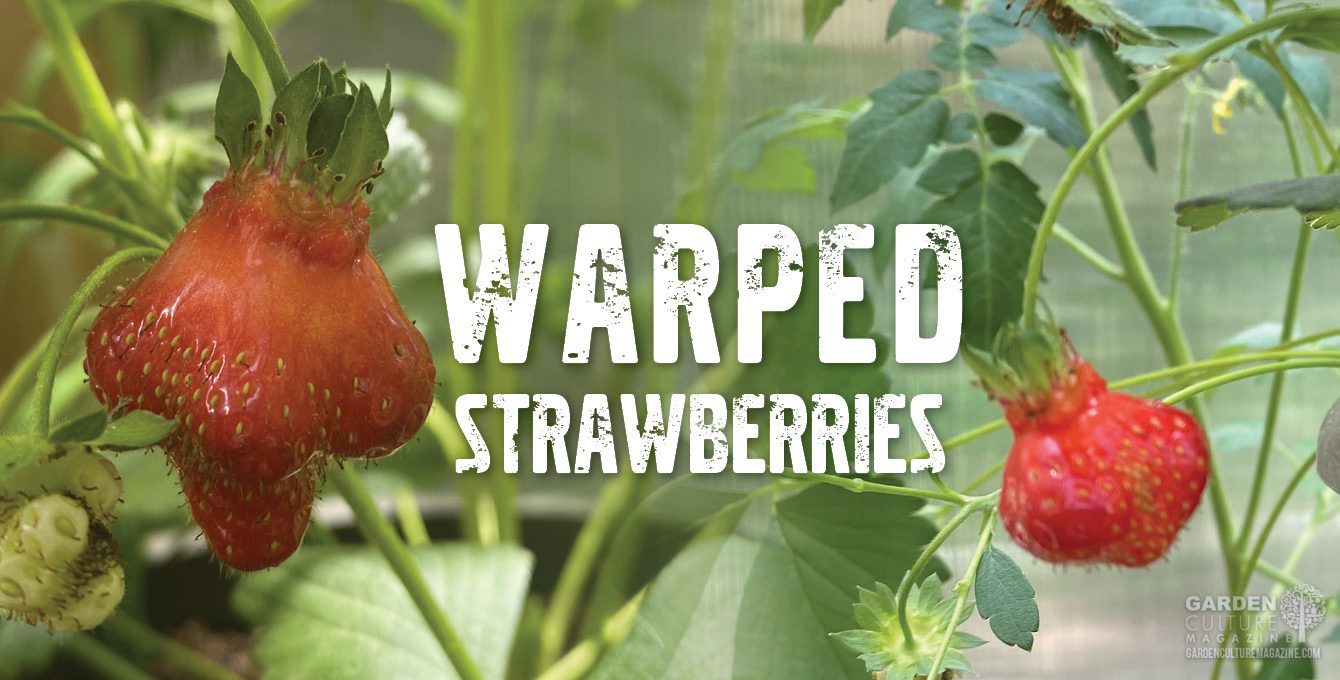 Warped strawberries