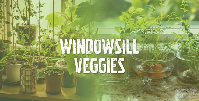 windowsill veggies